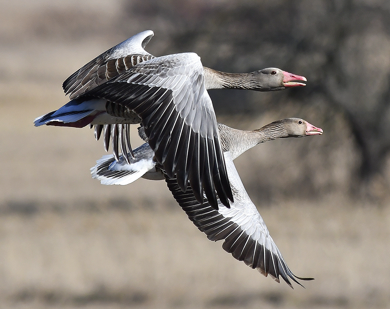 Istvan Kerekes (Hungary) Synchronized flying